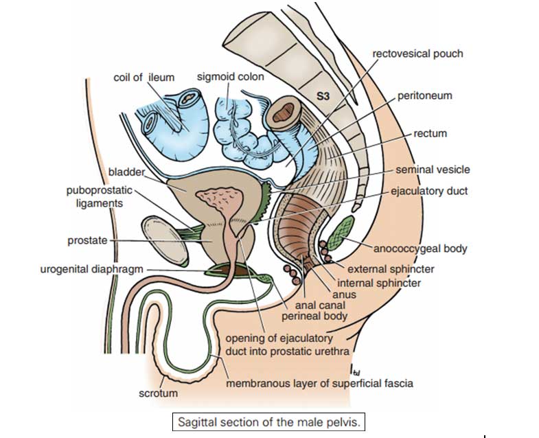 male pelvis