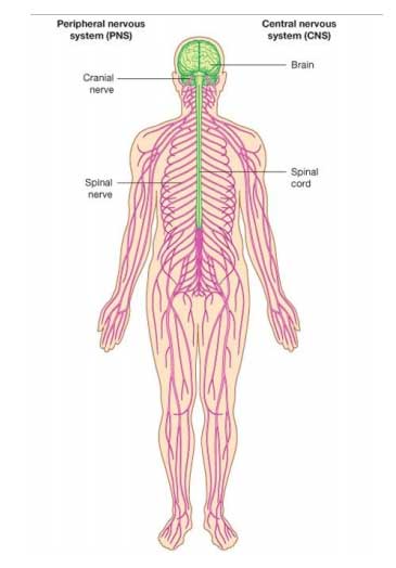 Nervous Systems